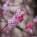 Jak kora sosnowa hamuje kiełkowanie chwastów