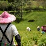 Folia perforowana czy nie do papryki i ogórków